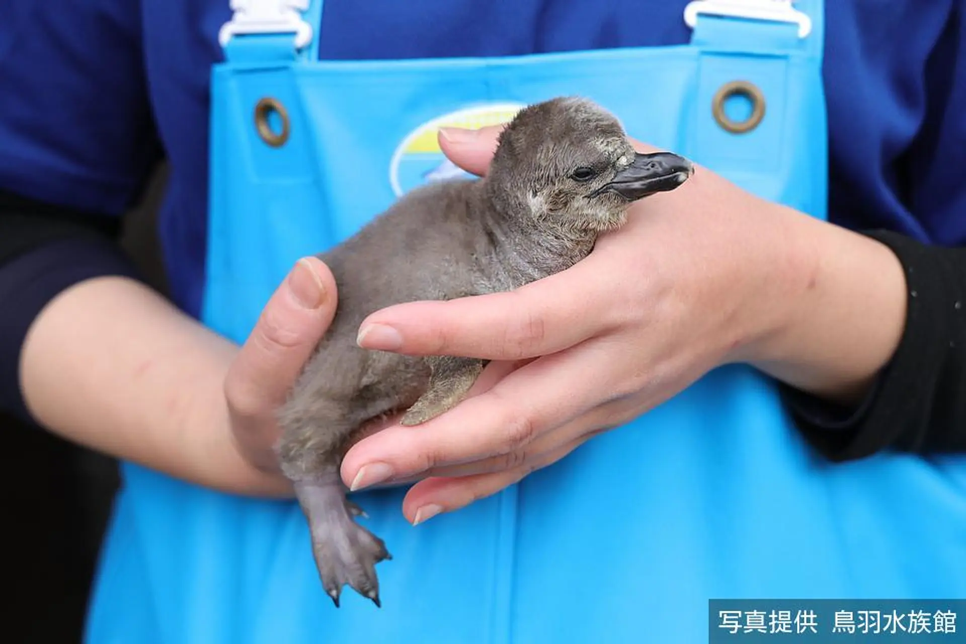 鳥羽水族館でフンボルトペンギンの赤ちゃん誕生🐧すくすくと成長中です